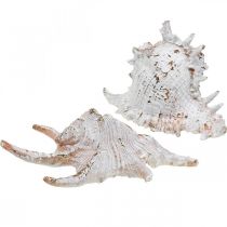 Muszle, dekoracja morska, muszle ślimaków biało-złote L22/17cm kpl 2