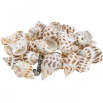 Dekoracja muszli, ślimak mini deco, mix ślimaków morskich L2–4 cm 780g