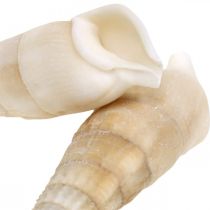 Deco ślimaki białe, ślimak morski naturalna dekoracja 2-5cm 1kg