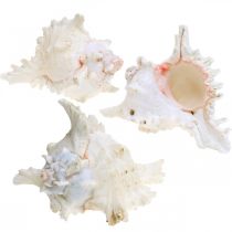 Produkt Muszle Chicoreus ramosus 16cm 3 szt
