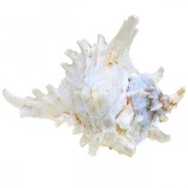 Produkt Muszle Chicoreus ramosus 16cm 3 szt
