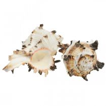 Deco muszle ślimaków w paski, ślimaki morskie naturalna dekoracja 1kg