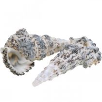 Deco muszle ślimaków czarno-białe, muszla naturalna dekoracja 1kg