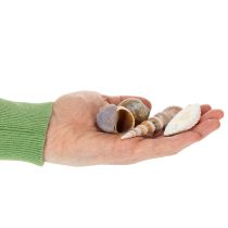 Produkt Muszle i ślimaki Naturalne, morskie dekoracje do stylowych wnętrz 500g