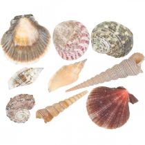 Mieszanka muszli, muszle i muszle ślimaków, dekoracja letnia H3–5cm/L2,5–9cm 950g