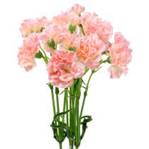 Produkt Goździk różowy 64cm 4szt