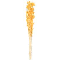 Produkt Kompozycja z suszonych kwiatów czarnuszki do długotrwałego stosowania. Elegancka i przyciągająca wzrok. 70 cm, 50 g