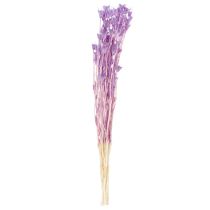 Produkt Bukiet z suszonych kwiatów czarnuszki, dekoracyjny dodatek do salonu, tworzy niepowtarzalny nastrój, 70 cm, 50 g