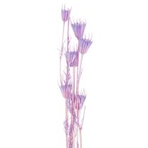 Produkt Bukiet z suszonych kwiatów czarnuszki, dekoracyjny dodatek do salonu, tworzy niepowtarzalny nastrój, 70 cm, 50 g