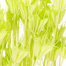 Produkt Suszone kwiaty czarnuszki, urocza, naturalna dekoracja do domu, 70 cm, 50 g