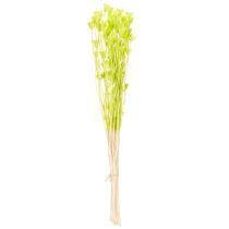 Produkt Suszone kwiaty czarnuszki, urocza, naturalna dekoracja do domu, 70 cm, 50 g