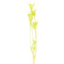 Produkt Suszone kwiaty czarnuszki, urocza, naturalna dekoracja do domu, 70 cm, 50 g