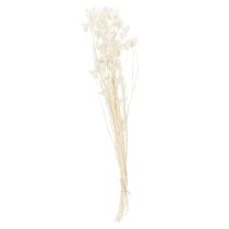 Produkt Suszone kwiaty czarnuszki, bukiet eleganckiej, naturalnej dekoracji do ekskluzywnych wnętrz, 70 cm, 50 g