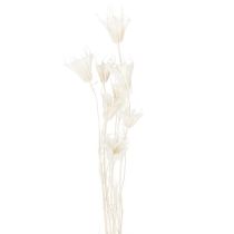 Produkt Suszone kwiaty czarnuszki, bukiet eleganckiej, naturalnej dekoracji do ekskluzywnych wnętrz, 70 cm, 50 g