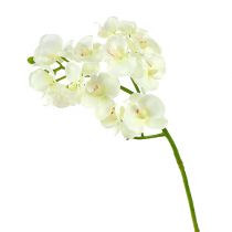 Orchidea kremowo-biała L57cm 6szt