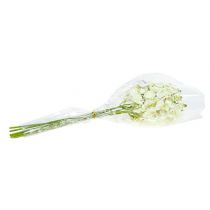 Produkt Orchidea jasnozielona 56cm 6szt