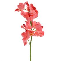 Produkt Orchidea Mokara Łosoś 50cm 6szt