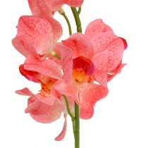 Produkt Orchidea Mokara Łosoś 50cm 6 szt