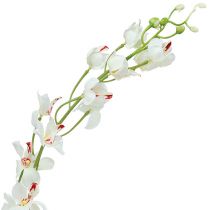 Produkt Orchidea Mokara Biała 92cm 3 szt