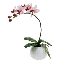 Orchidea różowa w doniczce ceramicznej 31cm