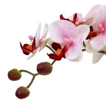 Produkt Różowa orchidea w doniczce ceramicznej 31cm