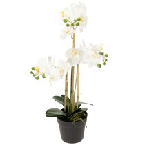 Produkt Sztuczna orchidea w doniczce, która stworzy harmonijną atmosferę, biała, 60 cm