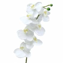 Orchidea Biała 77cm