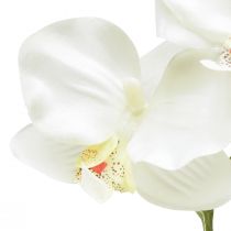 Produkt Storczyk Phalaenopsis sztuczny 6 kwiatów biały kremowy 70cm