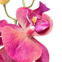 Produkt Sztuczna orchidea Phalaenopsis Orchid Fuksja 78cm