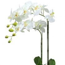 Orchidea Biała na 65 cm żarówce