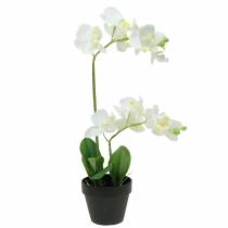 Orchidee White in Pot Artificial Plant H35cm
