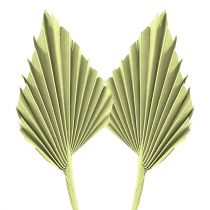 Produkt Palmspear zielone jabłko bielone 65 szt