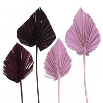 Produkt Palmspear Mix Pink Berry, White Washed Memorial Florystyka 65 szt