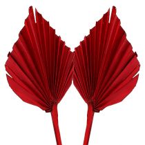 Produkt Palmspear Czerwona 65 szt