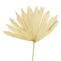 Produkt Palmspear Sun bielony 30 szt