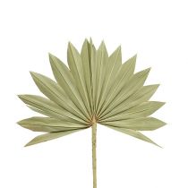 Palmspear Sun mini natura 50p