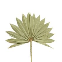 Produkt Palmspear Sun mini natura 50 szt