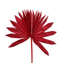Palmspear Sun mini czerwone 50szt