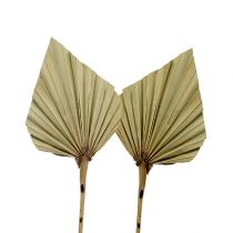 Produkt Palmspear mini natura 100 szt