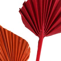 Palm spear mini sort. Czerwony/Pomarańczowy 100szt