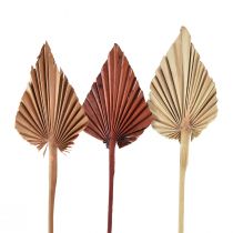 Produkt Palmspear mini mix Maroko 30 szt