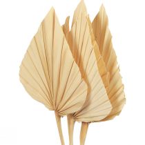 Produkt Palmspear Liście Palmowe Naturalna Dekoracja Bielona 12,5×38cm 4szt