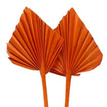 Produkt Palmspear Pomarańczowy 65 szt