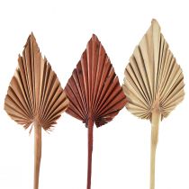 Produkt Palmspear mix Maroko 30 szt