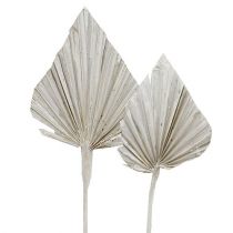 Produkt Palmspear bielona 10cm - 15cm L33cm 65 szt