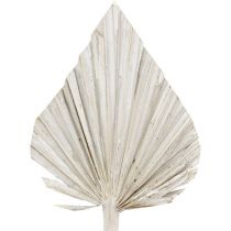Włócznia palmowa myta na biało 10cm - 15cm Dł.33cm 65p