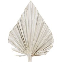 Produkt Palmspear bielona 10cm - 15cm L33cm 65 szt