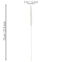 Produkt Suszone kwiaty trawy pampasowej bielone 70cm 15szt