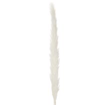 Produkt Suszone kwiaty trawy pampasowej bielone 70cm 15szt