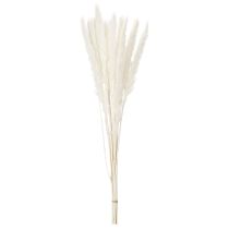 Produkt Suszone kwiaty trawy pampasowej bielone 70cm 15szt